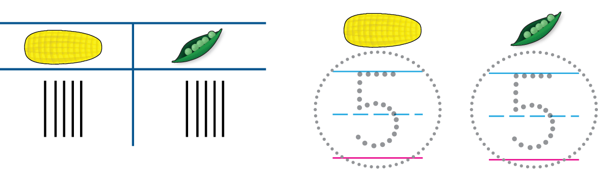A chart has 5 tally marks each for corn and peas. There are dot prompts to write and circle a 5 under both corn and peas.