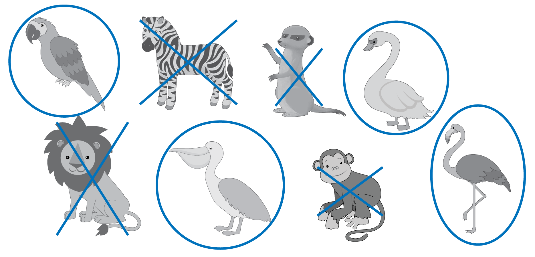 8 animals. The parrot, swan, pelican, and flamingo are circled. An X is on the zebra, the meerkat, the lion, and the monkey.