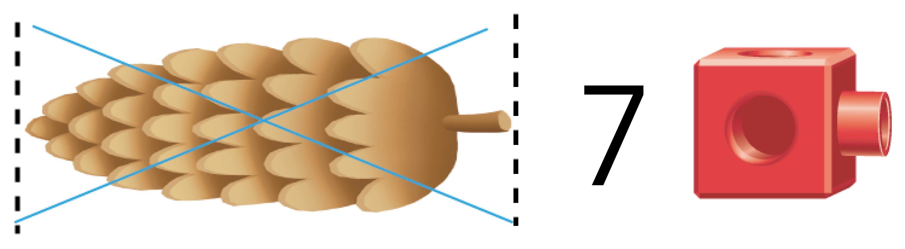A pine cone. The pine cone is not 7 cubes long.